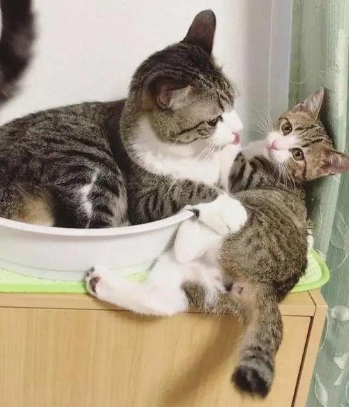 生猫视频在线观看,生猫视频在线观看，感受小生命的第一步